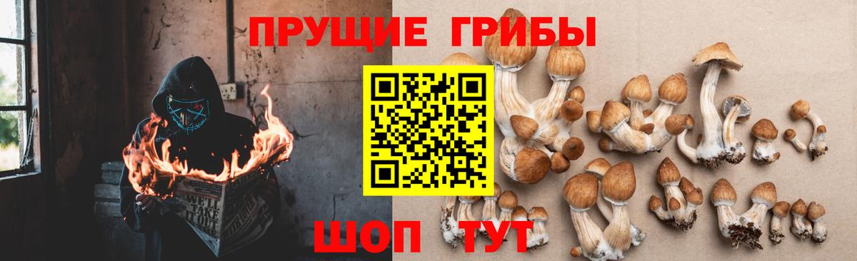 Галлюциногенные грибы Psilocybe  Вход с VPN  Волгодонск 